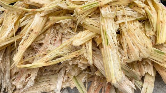 pulpe de canne a sucre, définition